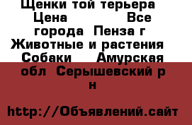 Щенки той терьера › Цена ­ 10 000 - Все города, Пенза г. Животные и растения » Собаки   . Амурская обл.,Серышевский р-н